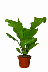 houseplant on a white background