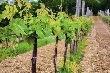 Young Grape Vine Leaves