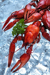 Boiled crayfish on ice .Copy space