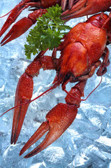 Boiled crayfish on ice .Copy space