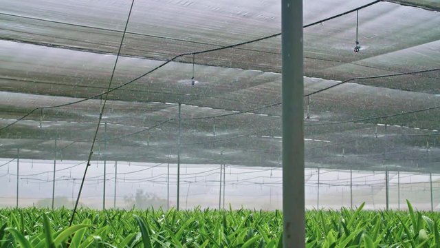 Slow motion - water sprinkers watering Amaryllis plants inside a greenhouse