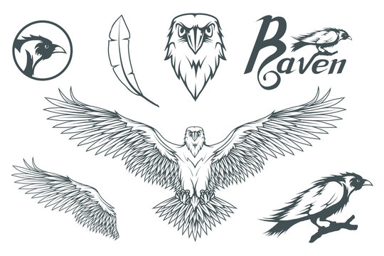 Hand drawn of the raven. Wild birds drawing. Raven logo. Vector graphics to design.