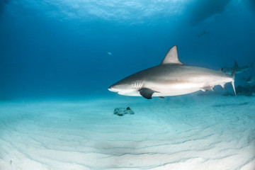 Fototapeta premium Caribbean reef shark