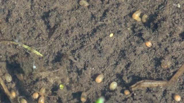 Close-up view insect Larva third instar Triops longicaudatus flattened shield-like. Chaotic motion of an insect in a pool of water