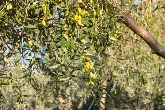 green olives ripening on olive tree