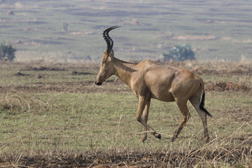 Lelwel Hartebeest walking on the scorched savanna during the dry season