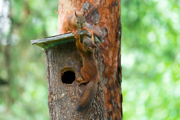 Two squirrels play on a tree house