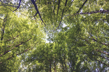 Fresh Green Leaves Looking Up
