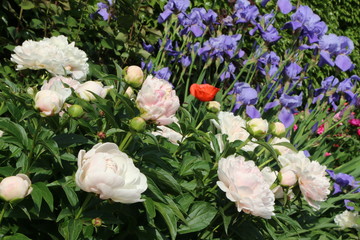 colorful spring garden with peonies, irises and poppies;
bunter Frühlingsgarten mit Päonien, Iris und Mohn
