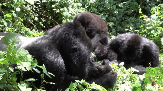 Moutain Gorilla, Family in the forest. Democratic Republic of Congo, Africa