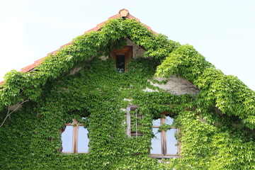 Climbing plants on a building, Kletterpflanzen an einem Gebäude, Parthenocissus tricuspidata,...