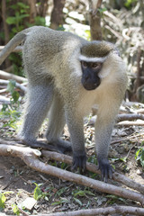 male Vervet Monkey standing among the trunks of a banana on a small plantation