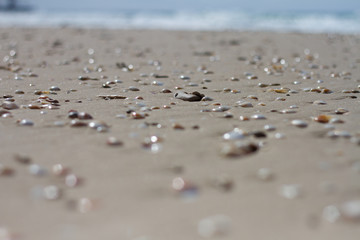 shells