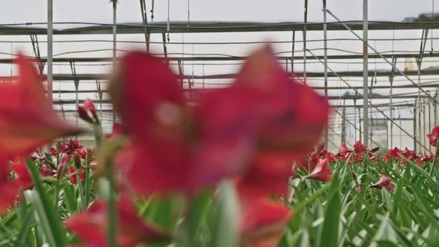 Amaryllis plants inside a large nethouse