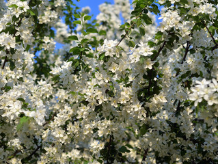 Blossoming apple tree.