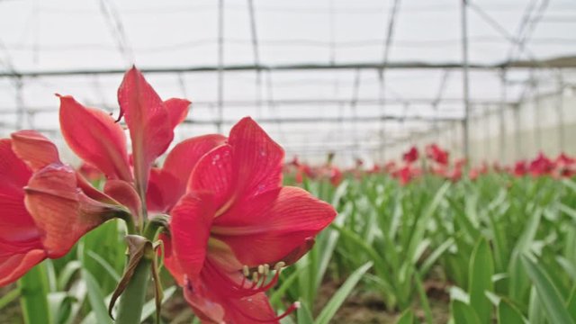 Amaryllis plants inside a large nethouse