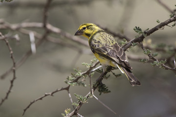 White bellied canary that sits on a branch in the crown of a bush at the edge of the acacia forest