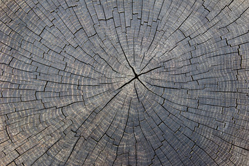 Old weathered cracked tree trunk cross section wood background texture.