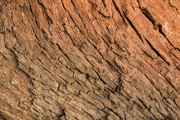 Wood bark background from Phuket island beach Thailand