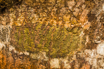 Wood bark background from Phuket island beach Thailand