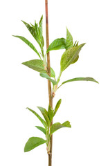 Naklejka premium Bird cherry (Prunus padus) branch in spring. Isolated on white background.