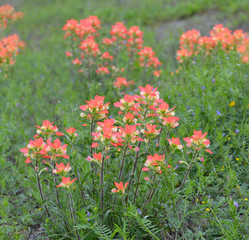 Indian Paintbrush flowers