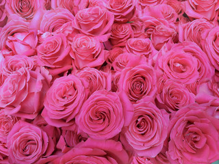 Many blooms of pink florist roses