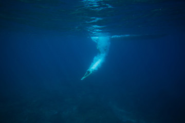 Fototapeta na wymiar partial view of man diving into ocean