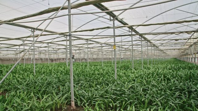 Amaryllis plants inside a large nethouse
