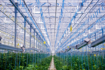 Rows of plants growing inside big industrial greenhouse.
