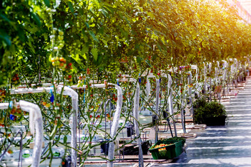 Modern greenhouse with tomato plants.