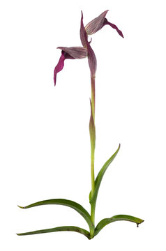 Wild Tongue Orchid plant over white - Serapias lingua
