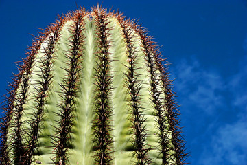 Saguaro Cactus