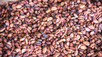 Cocoa Beans in Bin