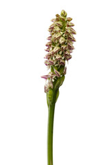 Dense flowered orchid inflorescense over white - Neotinea maculata