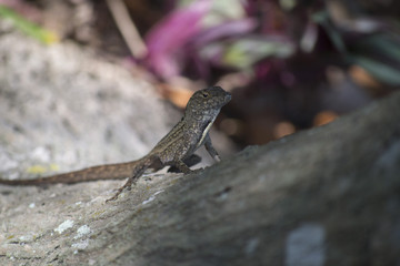 Perched Lizard