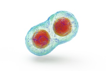 biological cell isolated on whithe background microscope