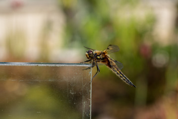 Libelle