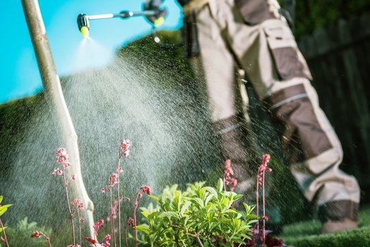 Fighting Insects In The Garden