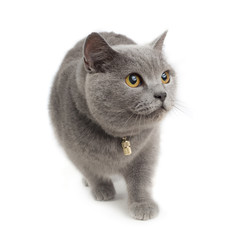 Grey pretty cat