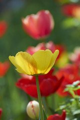 Several colorful tulips. A yellow flower is illuminated by sunlight. Soft selective focus.Object closeup. Bright colorful background. Motif of the concept of spring in nature. Photo for your design.