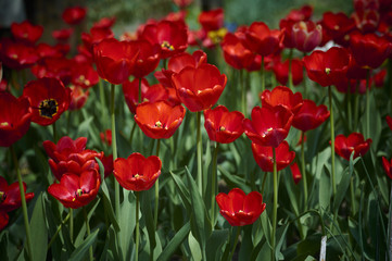 Fototapeta premium A group of beautiful decorative red tulips on a green background in a flowerbed in the garden. motif of the concept of spring in nature. Photo for design. Flowers lit by the rays of the sun.