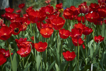 A group of beautiful decorative red tulips on a green background in a flowerbed in the garden. motif of the concept of spring in nature. Photo for design. Flowers lit by the rays of the sun.
