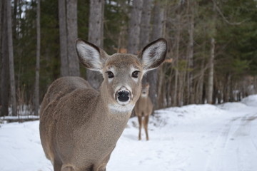 Deers