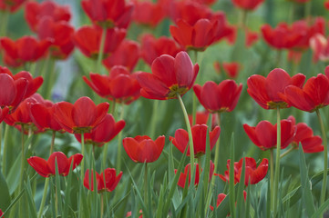 A group of beautiful decorative red tulips on a green background in a flowerbed in the garden. motif of the concept of spring in nature. Photo for design. Flowers lit by the rays of the sun.