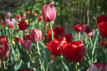 A group of decorative red tulip flowers on a green background in a flowerbed in the garden. motif of the concept of spring in nature. Photo for your design.