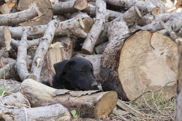 Cane del Taglialegna 