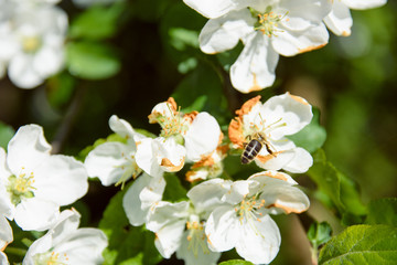 blooming cherry on a beautiful sunny day