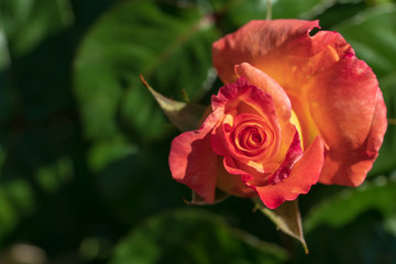 Blume