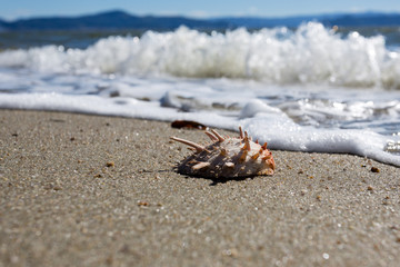 Shell in the sand